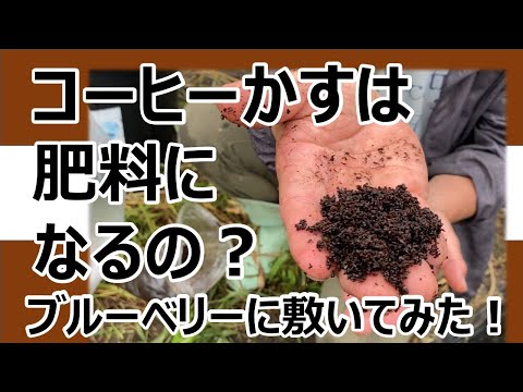 ラズベリー用のコーヒー粕：思い切って肥料に！それを最大限に活用するにはどうすればよいでしょうか?  庭園