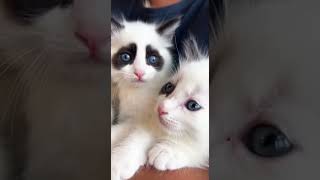 Download lagu Adorable Cats #cat #kingdomofawais #catshorts #animalshorts #shorts mp3