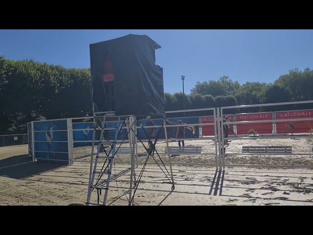 jument selle fran&ccedil;ais 