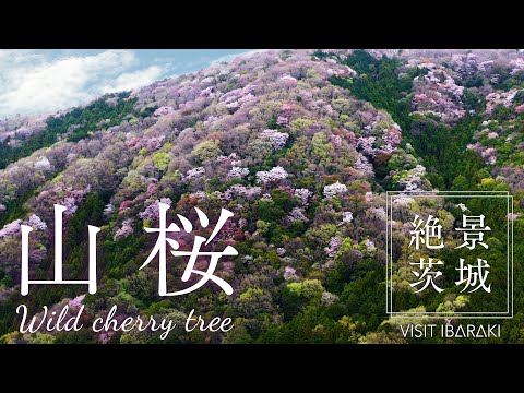 【絶景茨城】山桜｜VISIT IBARAKI, JAPAN