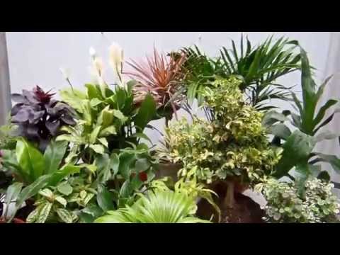 20 plantas de interior