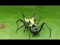 Dünyanın En Nadir Görülen 10 Örümceği!