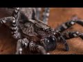 Dünyanın En Nadir Görülen 10 Örümceği!