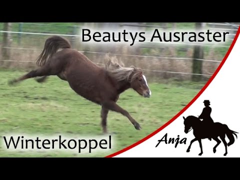 [FUN] Beautys Ausraster - So leben meine Stuten im Winter