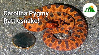 How Dangerous Is The Pygmy Rattlesnake?