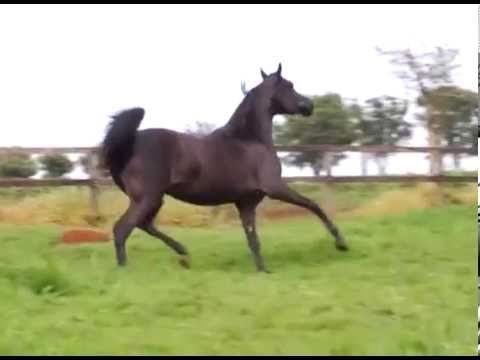 HARAS E RAÇAS - HARAS NATHAN (QUARTA-FEIRA)