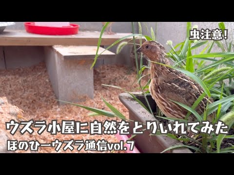 独自のハエ捕りを構築する: 確実に機能する 3 つのシンプルな捕獲器 自然と動物