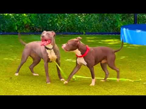 Ooh nice to meet with neighbours puppy Joe And rasika are enjoying the moment