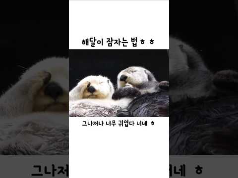 해달이 잠자는 법 ㅎㅎ
