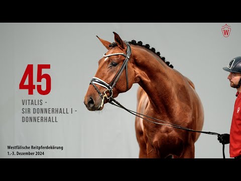 Reitpferdekörung 2024 Katnr.45 Vitalis - Sir Donnerhall I - Donnerhall