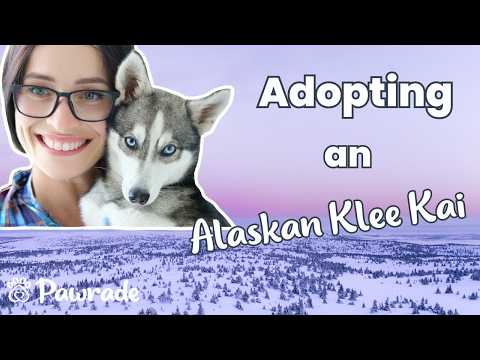 Arlo the Alaskan Klee Kai