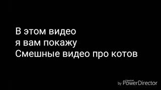 смешные видео про котов подборка самых лучших видео