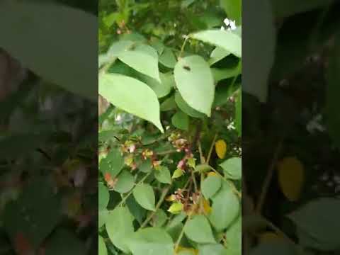 Star Fruit star frooti Garden green nature beautiful farming farming tips and trick||