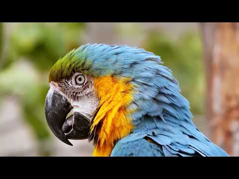 Ándrue & Yauri Music - Amazonas