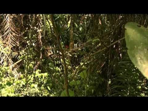 Die Goldstraße der Inka Doku