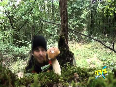 Raccolta funghi a pagamento