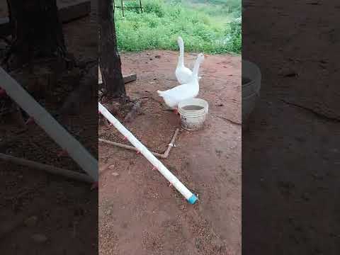 Cariús Ceará Brasil!, beleza nas roças.