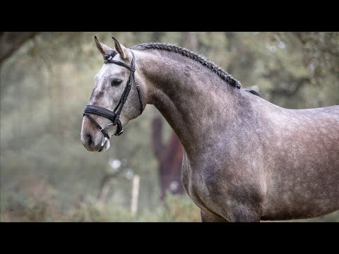 **SOLD** Exciting Dressage prospect by Escorial (REF#482)