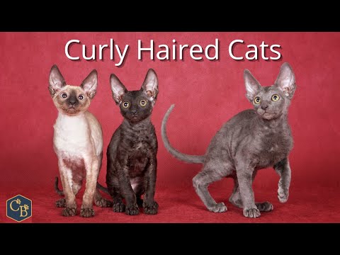 Curly haired cats