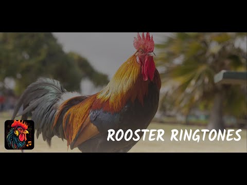 Rooster ringtones for phone Video