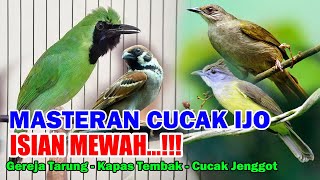 Download lagu Masteran Cucak Ijo Full Tembakan Kapas Tembak, Gereja Tarung dan Cucak Jenggot mp3