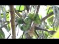 Dusky Billed Parrotlet Forpus Sclateri