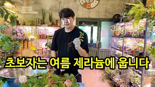 제라늄 초보자가 가장 많이 실수하는 것(특히 여름)