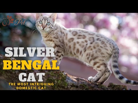 Silver Bengal Cat: The Most Intriguing Domestic Cat! #silverbengalcat