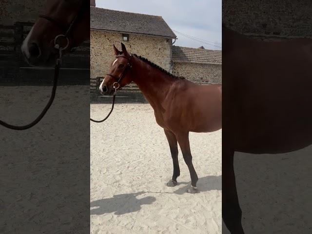 Cheval d&rsquo;avenir 