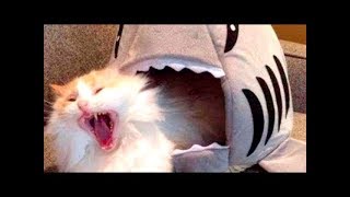 ЛУЧШИЕ УГАРНЫЕ ПРИКОЛЫ С ЖИВОТНЫМИ #4 | СМЕШНЫЕ ЗАБАВНЫЕ КОТЫ | Август 2018 | FUN TRIP