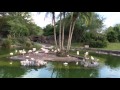 Animal Kingdom Flamingo Elephants