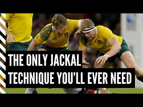 How I Coach the Jackal in 5 Easy Steps - Rugby Coaching Tips - The Breakdown