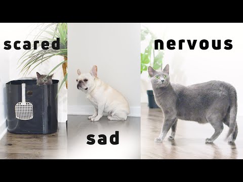 Moving with Cats and dog - How to deal with moving anxiety