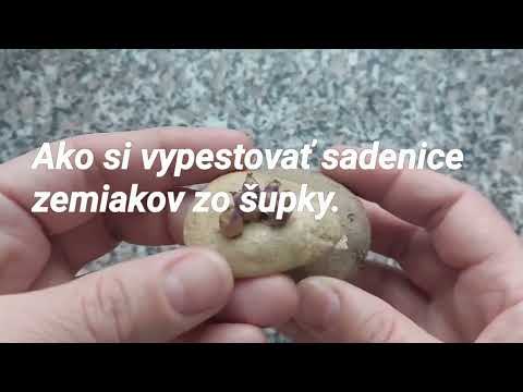 , title : 'Ako si vypestovať sadenice zemiakov zo šupky.'