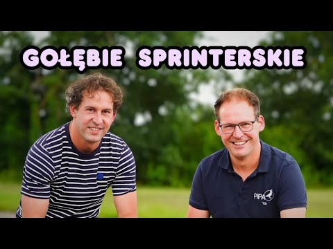3 NAJSZYBSZY GOŁĄB ŚWIATA 🏆 I SPRINT BRACI HOMMA
