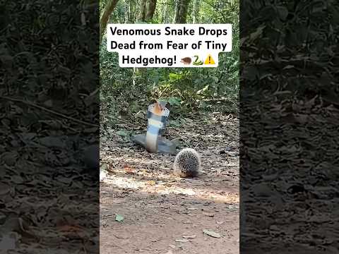 Wild Snake Drops Dead in Fear as Hedgehog Approaches! 🐍🦔