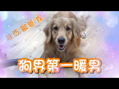 黃金獵犬｜狗界第一暖男｜寵物美容