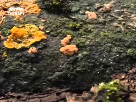 Phonotrip, David San - Getting Therapy (Original Mix)