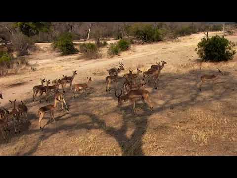 Djuma: Impala herd - 14:42 - 09/06/18