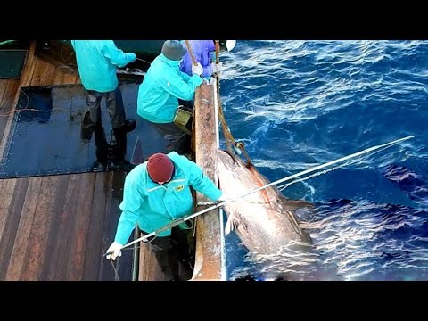 Unbelievable Longline Giant Bluefin Tuna on the Boat - Big Catch Fishing on The Sea! #04