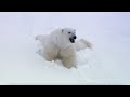 Animal Winter Wonderland | BBC Earth