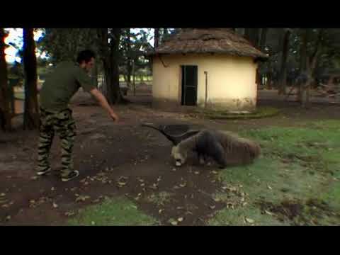 Jackass/Wildboyz - The Giant "Pain in My Ass" Anteater