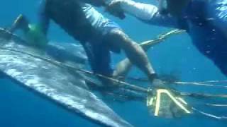 preview picture of video 'My Magical Ocean: Saving a Brydes Whale off Donsol, Sorsogon,  Philippines'
