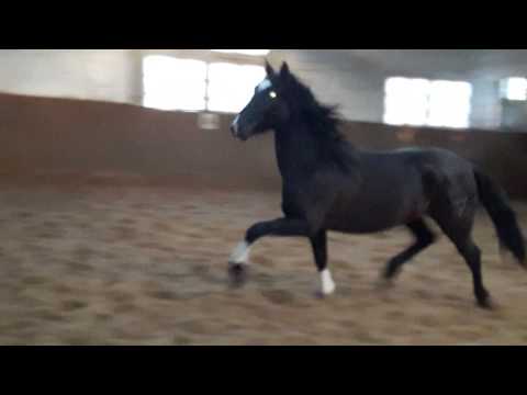 Pre Wallach Allaus frei