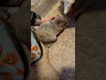 The Most Polite Rat