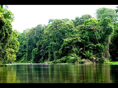 Da floresta - Padrinho Alfredo - Hinário O cruzeirinho