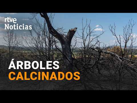 Retiran miles de árboles calcinados en la Sierra Oeste de Madrid tras los incendios | RTVE Noticias