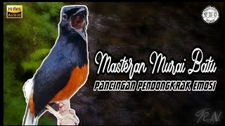 Download lagu Masteran Pancingan Suara Murai Batu Gacor Full Isian | Dongkrak Emosi Murai batu Anda mp3