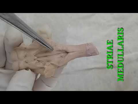 NEUROANATOMY - PONS EXTERNAL FEATURES AND FLOOR OF FOURTH VENTRICLE - BY DR MITESH DAVE