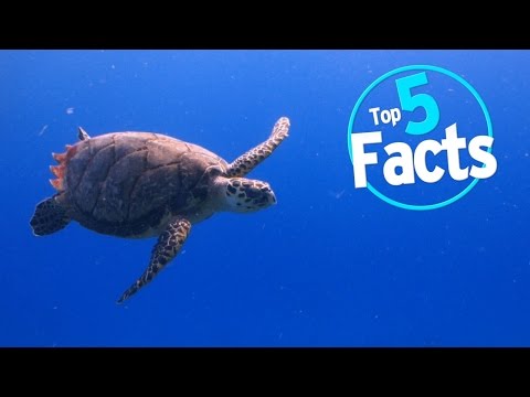 Top 5 Endangered Animal Facts